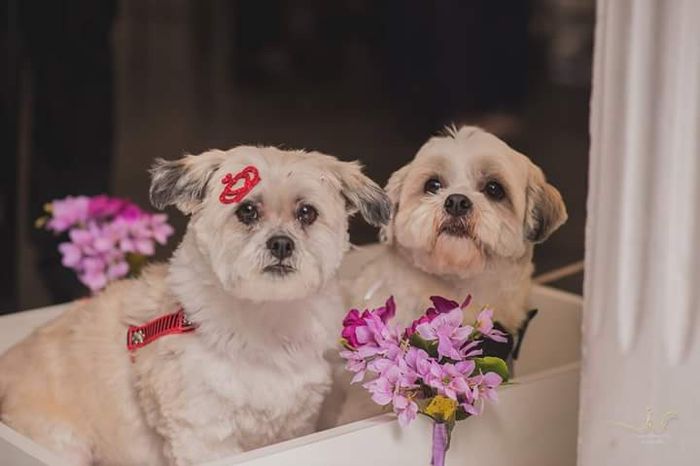 Fotos oficiais - morrendo de amores! - 8