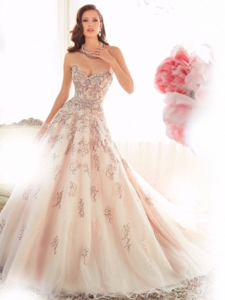 sophia tolli