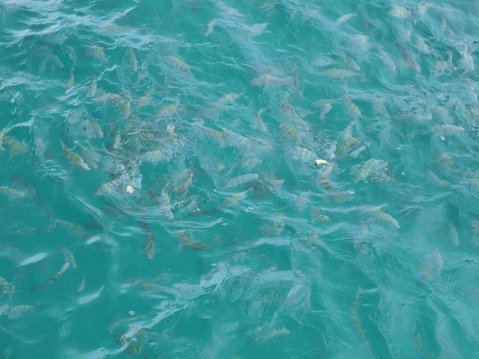 Os peixes muito fofos