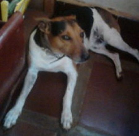 meu boby