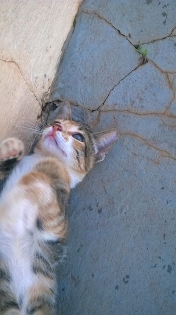 minha princesa