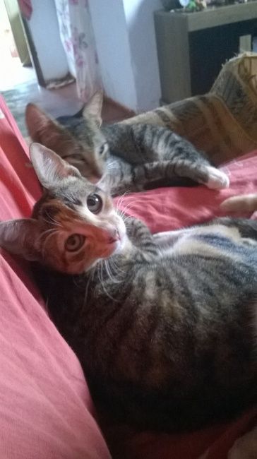 minha princesa e meu leao