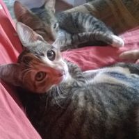 minha princesa e meu leao