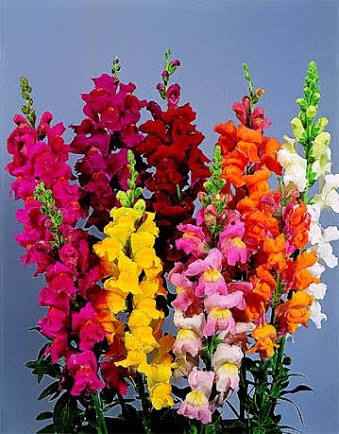 Pra não dizer que não falei das flores.. #casamentomariedé - 1