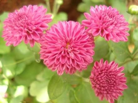 Pra não dizer que não falei das flores.. #casamentomariedé - 2