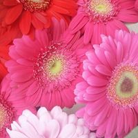 Flores do casamento - 2
