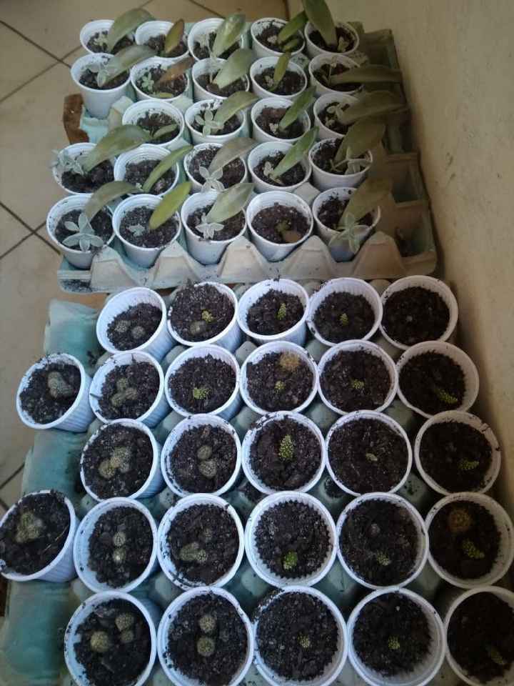 Suculentas - Lembrancinhas - 1