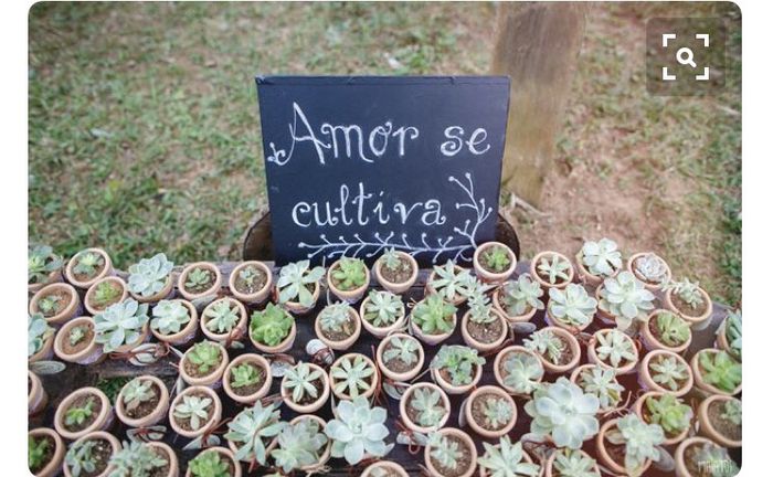 Suculentas para lembrancinhas - 1