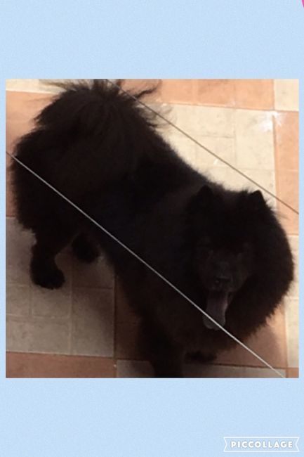 Nossos pets no casamento *-* - 1