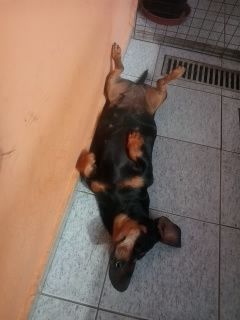 Bichinho de estimacao - 1