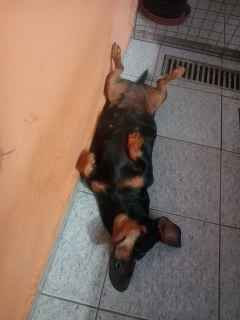 Bichinho de estimacao - 1