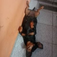 Bichinho de estimacao - 1