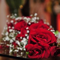 minhas rosas vermelhas