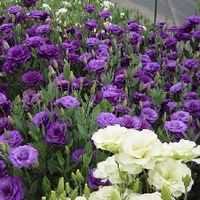 Lisianthus. Opção de flor no momento para compor a decoração! Nos tons de roxo.