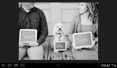 Save the date com animais - 2