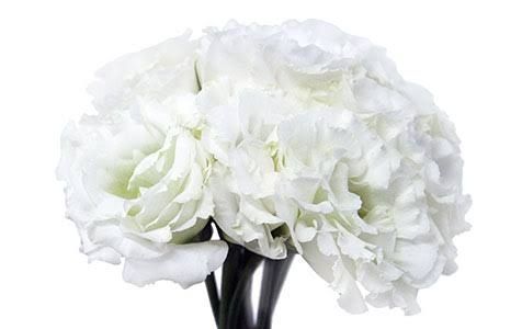 Momento pitaco - flores - 1