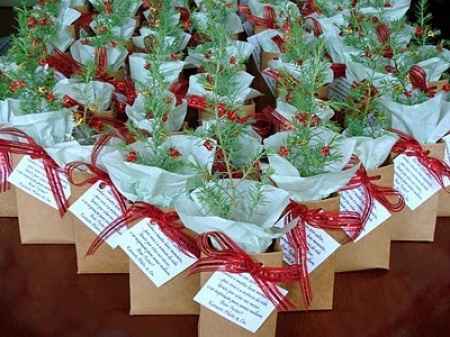 Plantinhas