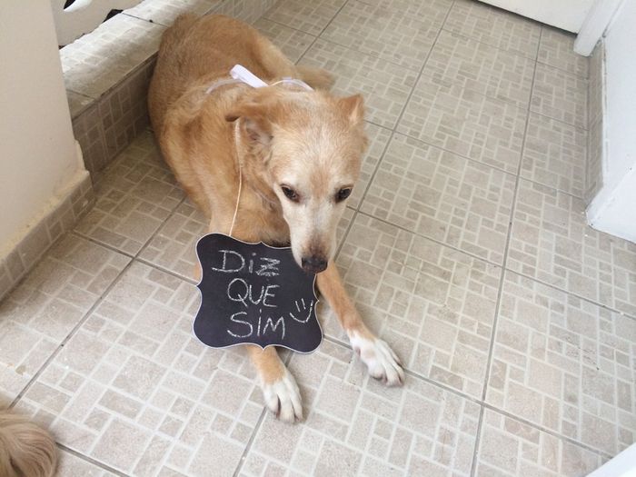 Noiva só que não - 1