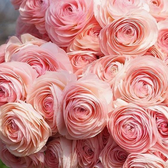 Flores