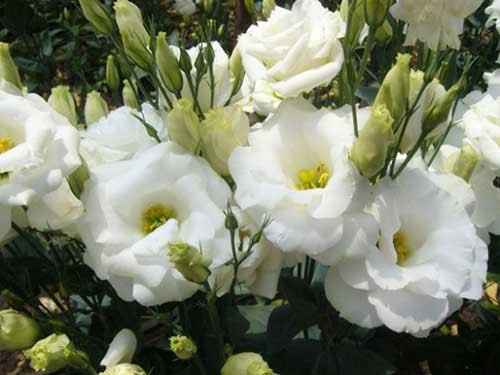 Lisianthus