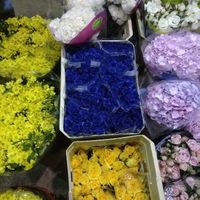 Feira das flores ceagesp - 11