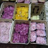 Feira das flores ceagesp - 12