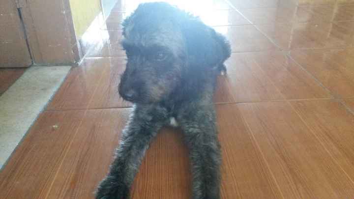 Esse é o Marley, meu cachorrinho