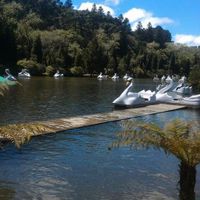 Pedalinhos no Lago Negro
