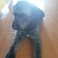 Esse é o Marley, meu cachorrinho