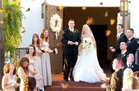 Borboletas no Casamento