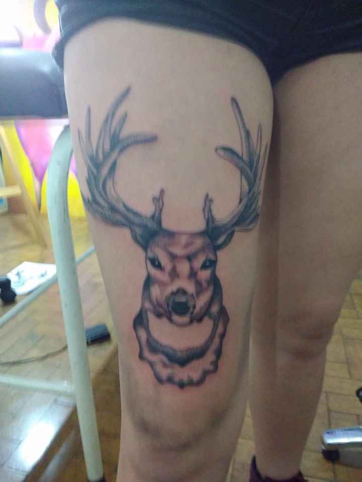 Meu cervo lindo