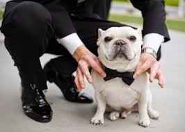 Eu amo bulldogs, sério haha