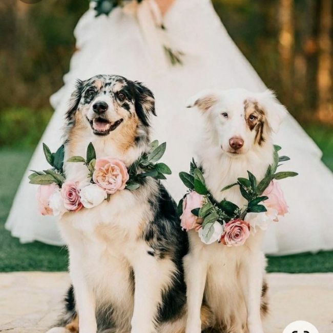 Pets no Casamento 2