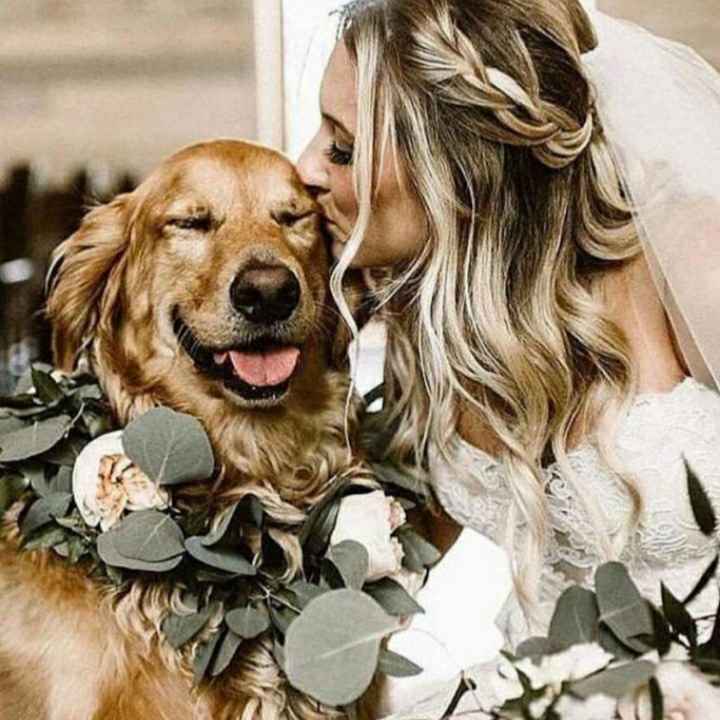 Pets no Casamento - 2