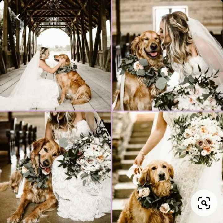Dogs no casamento - 1
