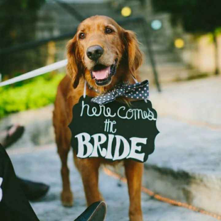 Dogs no casamento - 2