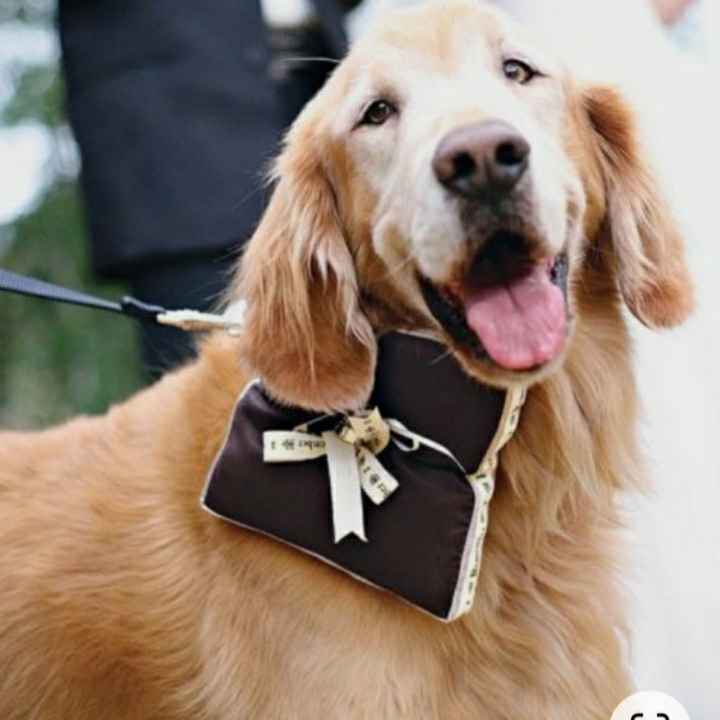 Dogs no casamento - 3