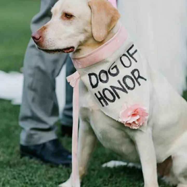 Dogs no casamento - 4