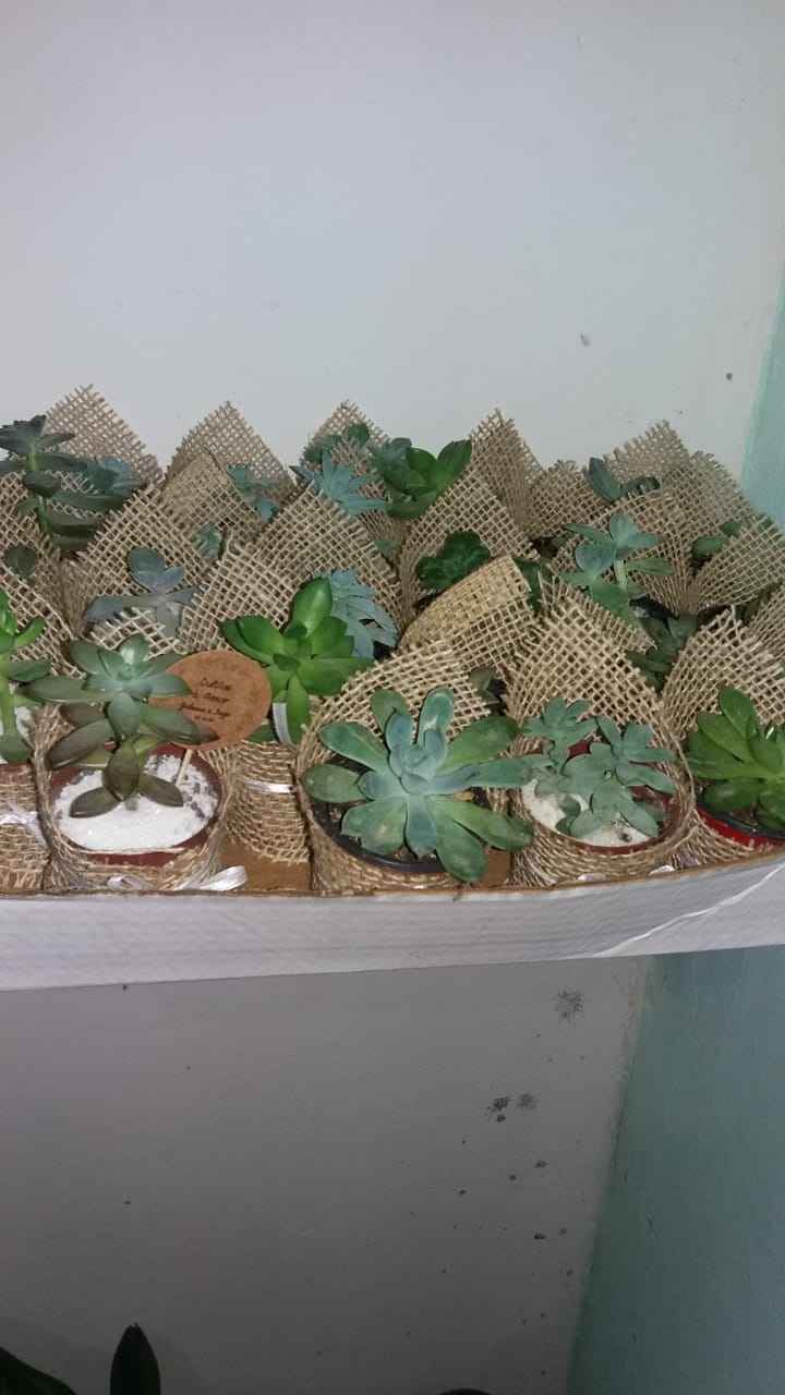 Diy com suculentas - 2