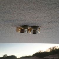 Alianças clássicas ou originais? - 1