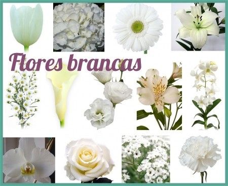 Flores Brancas