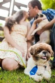 Ensaio com os Pets