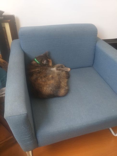 Nosso amorzinho preguiçando rsrs ( eu fiz ele gostar de gato! kkkk)