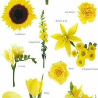 Decoração azul e amarelo - 5