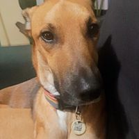 Meu cachorro destruiu meu vestido - 3