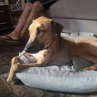 Meu cachorro destruiu meu vestido - 1