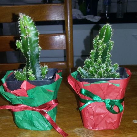 Decoração diy - comprando flores no ceagesp - 1