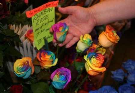 Raimbow roses