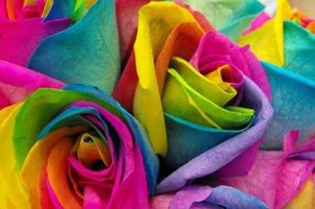 Raimbow Roses