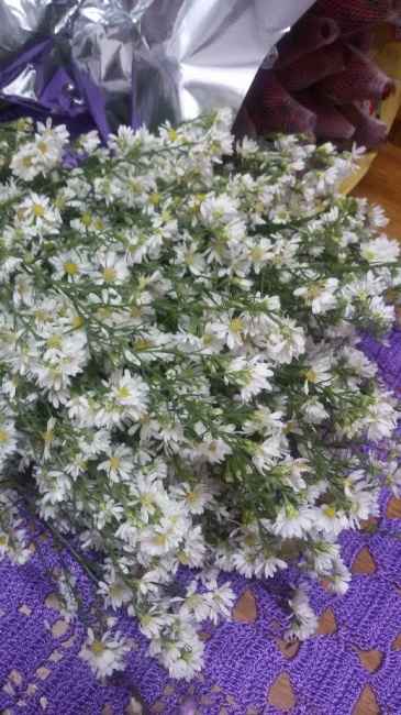Flores compradas na Feira das flores do Ceagesp.